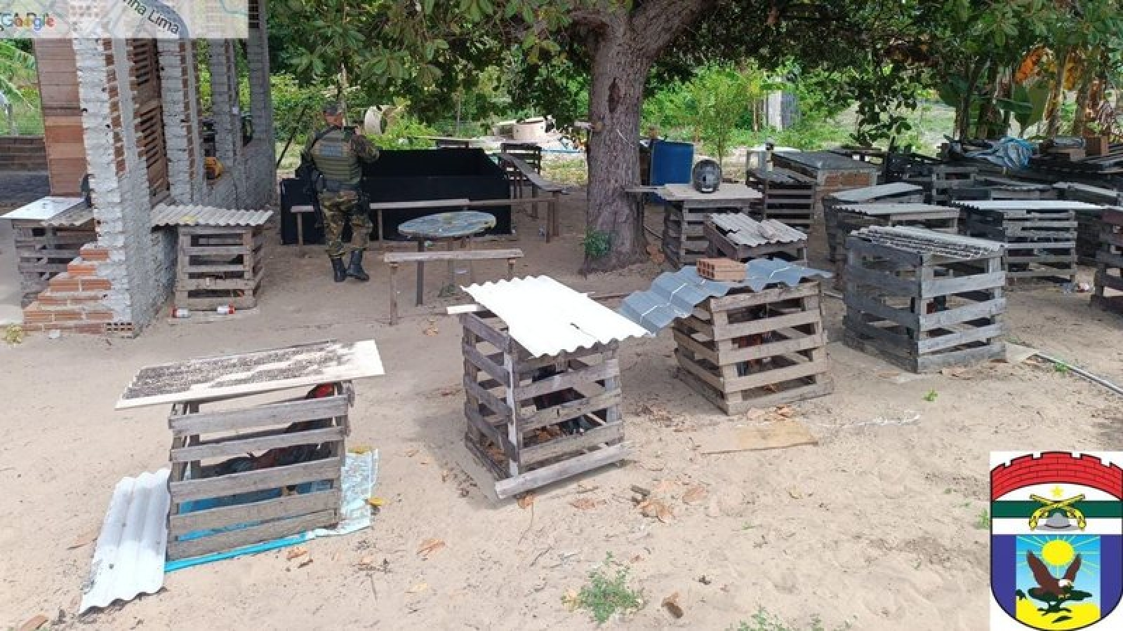 Polícia apreende 27 galos e interdita local usado para rinhas em Natal