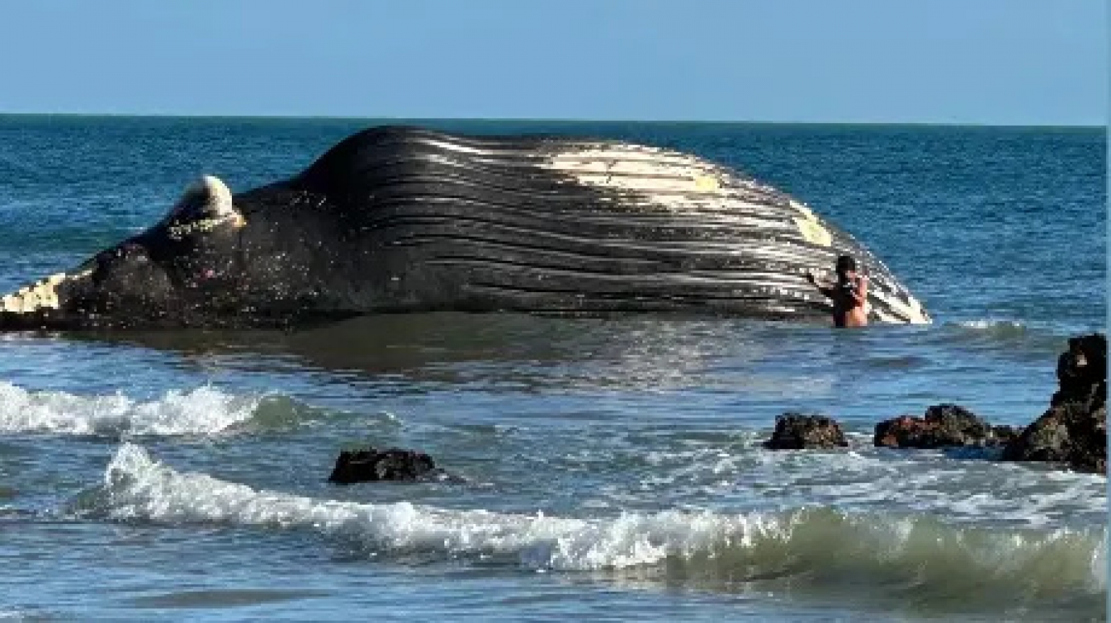 Baleia é encontrada morta e encalhada em praia de Icapuí, no Ceará