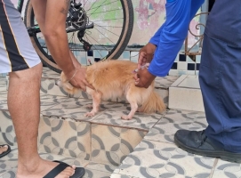 Quatro bairros de Natal recebem vacinação antirrábica de porta em porta nesta semana