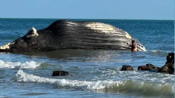 Baleia é encontrada morta e encalhada em praia de Icapuí, no Ceará